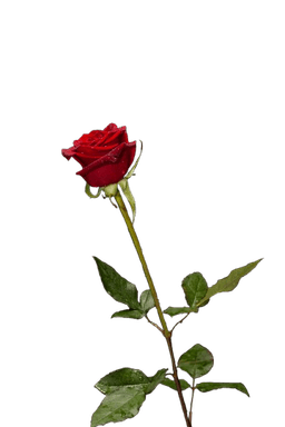 background-banner